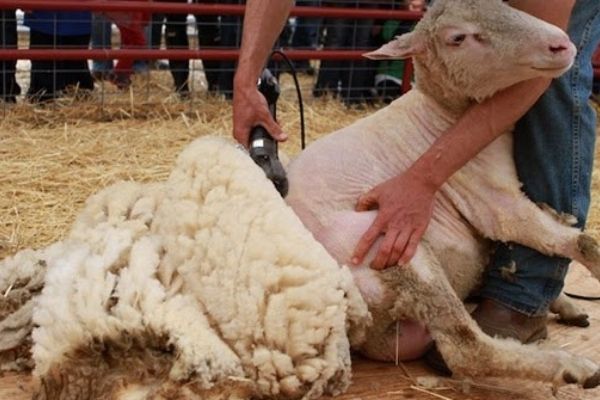 Benefits of Using Electric Sheep Shears