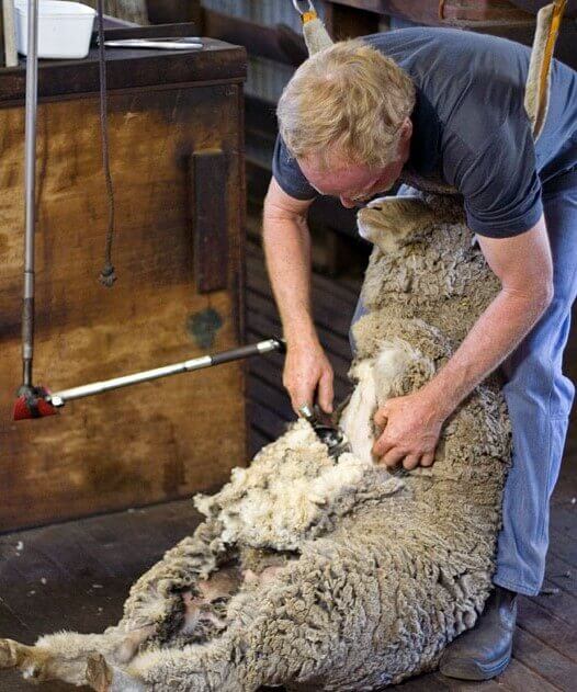 Hard To Shear A Sheep