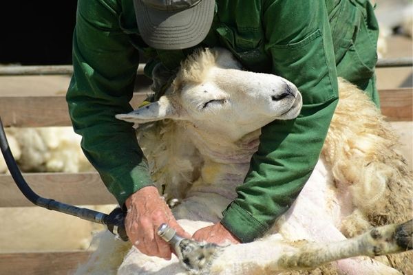 How To Shear A Sheep With Electric Shears