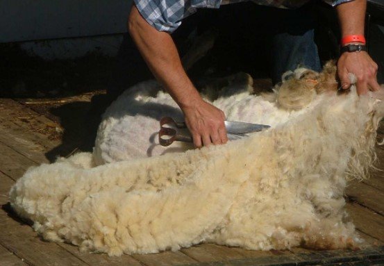 Start Shearing from the Belly