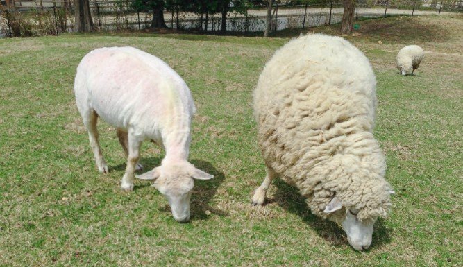 before sheep shearing