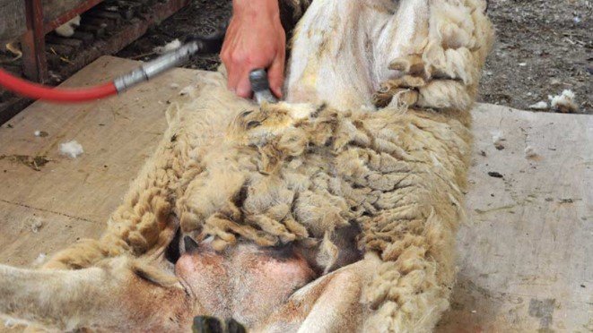 shearing from belly