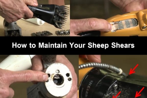 Maintenance Tips for Your Electric Sheep Shears