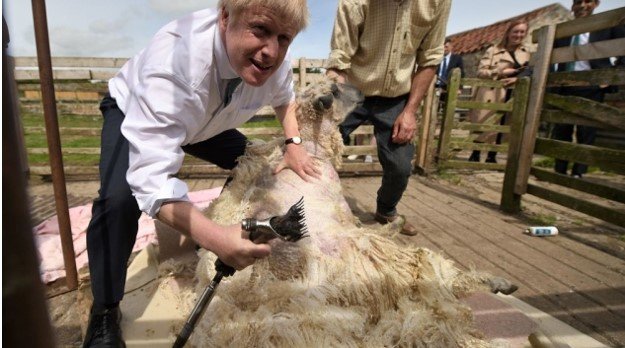 Shear A Sheep With Electric Shears