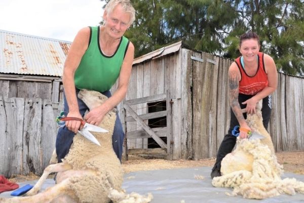 How To Shear A Sheep With Hand Shears